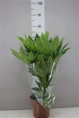 Fatsia Ja Variegata Spider črepník 21 cm