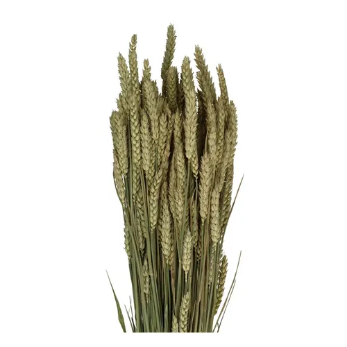 Sušený kvet Wheat hnedá 70 cm