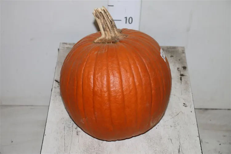 Okrasná tekvica Maxima Halloween 24 cm