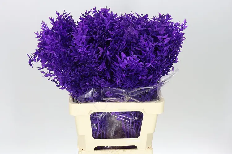 Ruscus Purple 65 cm