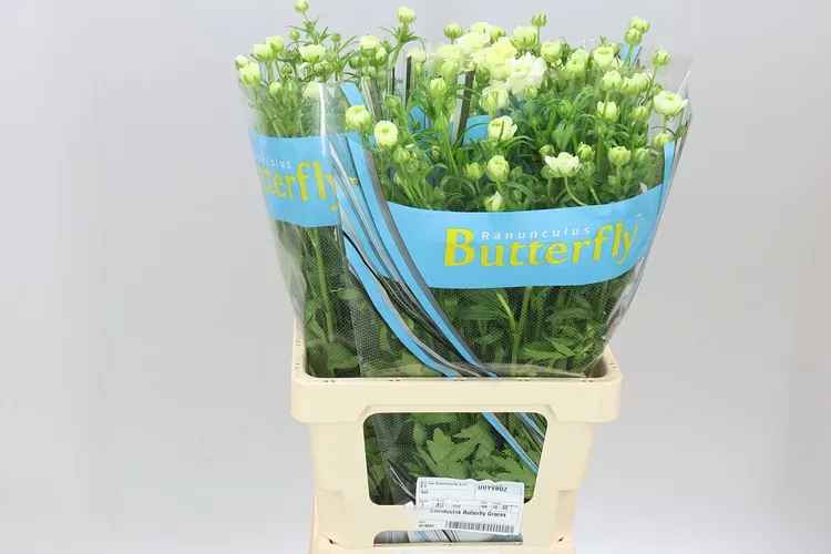 Ranuncul Butterfly Graces 70 cm
