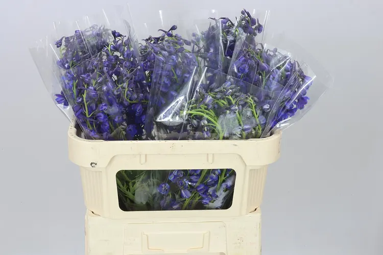 Stračonôžka En Donna Blue 70 cm