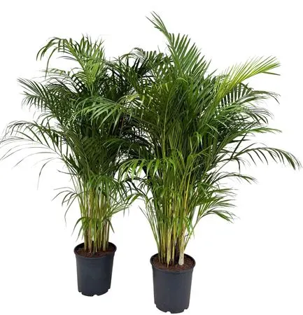 Chrysalidocarpus Areca črepník 27 cm