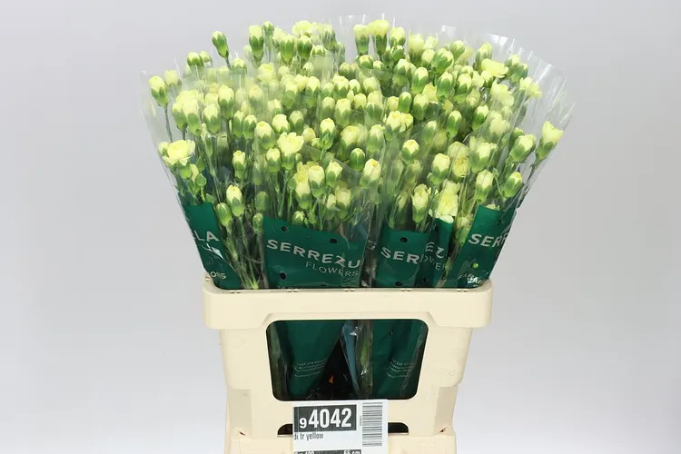 Di Tr Yellow 65 cm