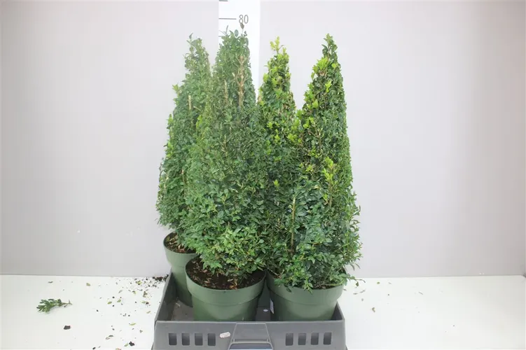 Krušpán Semp pyramída črepník 21 cm