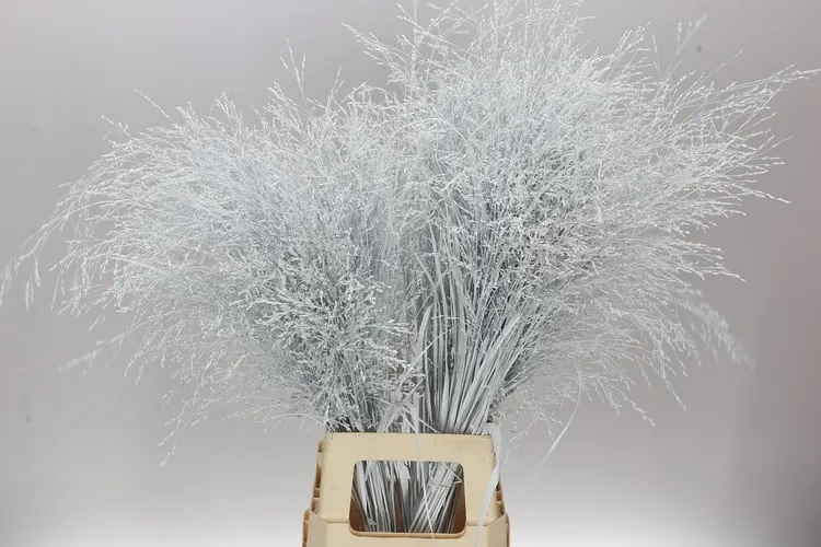 Panicum Painted White 90 cm