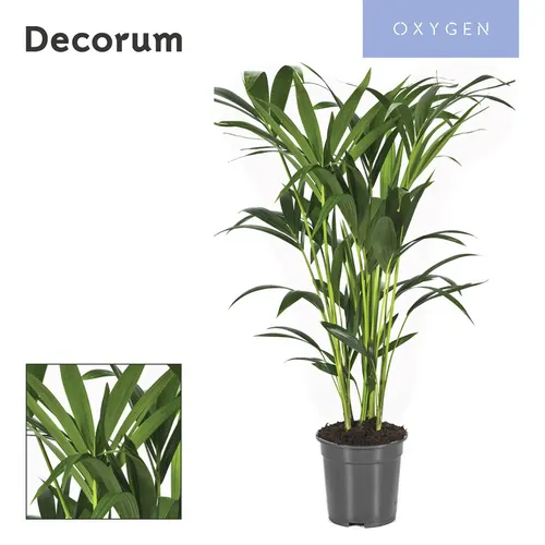 Howea Forsteriana 100cm (kentia) Decorum črepník 21 cm
