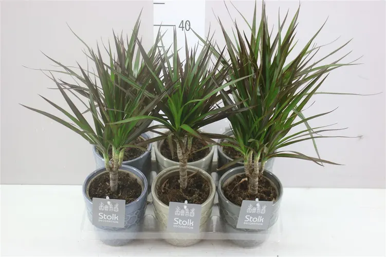 Dracaena Magenta 1 Stam Gaia Keramiek A2 črepník 13 cm