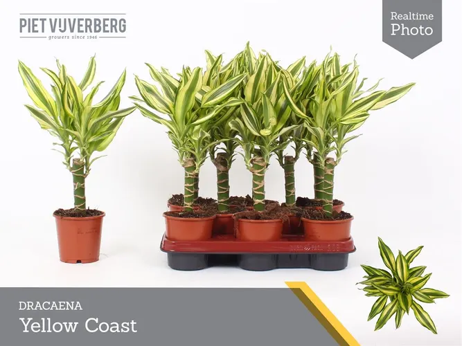Dracaena Yellow Coast 1 Stam črepník 11 cm
