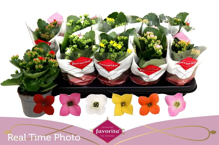 Kalanchoe Bl mix črepník 10,5 cm