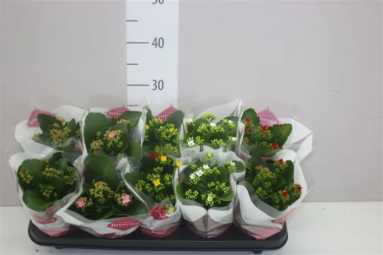 Kalanchoe Bl mix črepník 10,5 cm