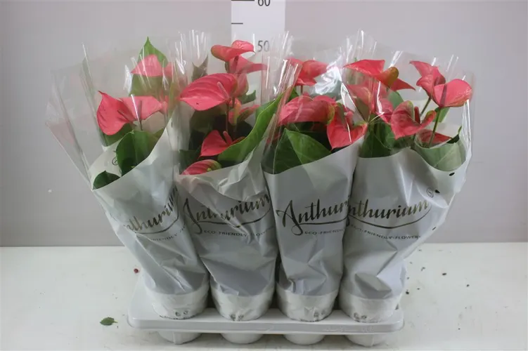 Anth An Pink Champion črepník 14 cm