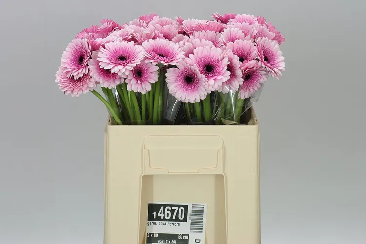 Germini Aqua Herrera 50 cm