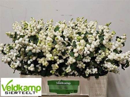 Symphoricarpos Lemon Lime A2 55 cm