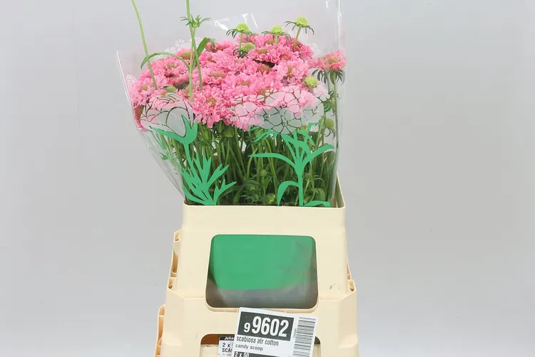 Scabiosa Atr Cotton Candy Scoop 65 cm