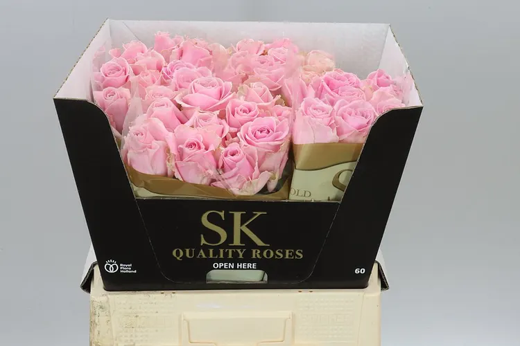 Rosa Gr Avalanche Pink 60 cm