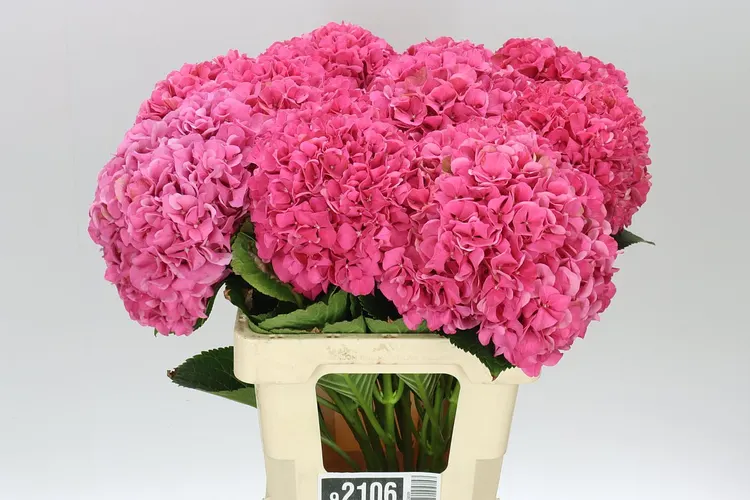Hydrangea Glowing Alps Pink 60 cm