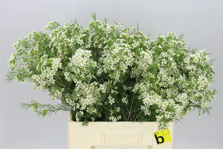 Chame Wax Ofir 60 cm