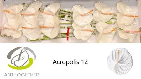 Anth Acropolis