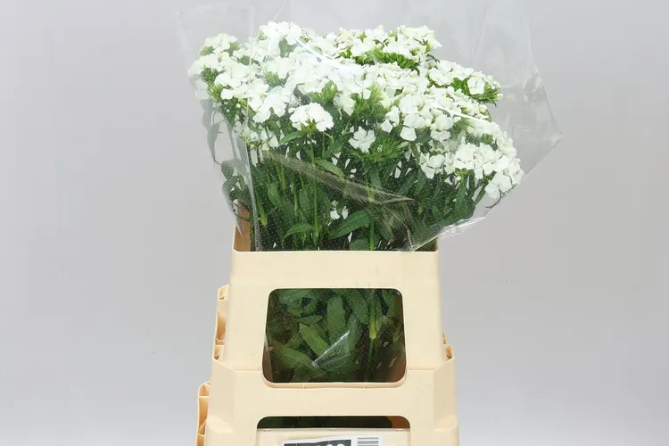 Di Barb White 60 cm