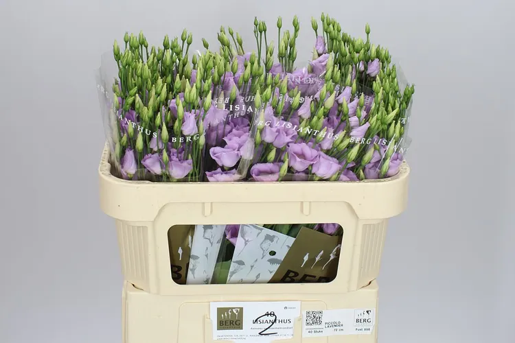 Eust En Piccolo Lavender 72 cm