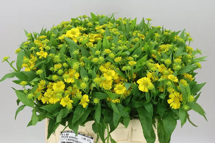 Helenium Kanaria 60 cm