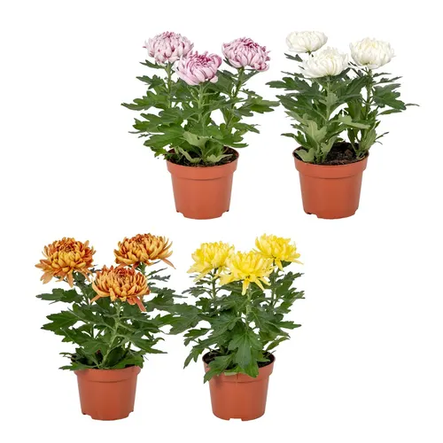 Chrysant Cosmo Compact Mix črepník 12 cm