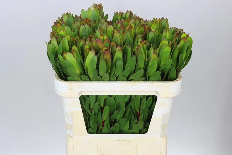 Leucadendron Safari Goldstrike 70 cm