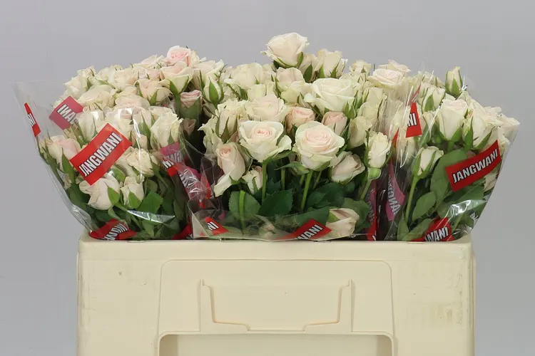 Rosa Tr Royal Porcelina Imp 50 cm