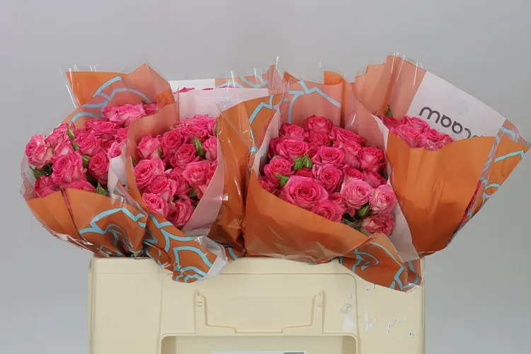 Rosa Tr Sweet Julia 50 cm