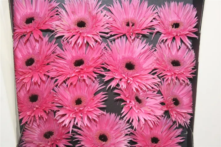 Gerbera Diamond Spider Amazing 55 cm