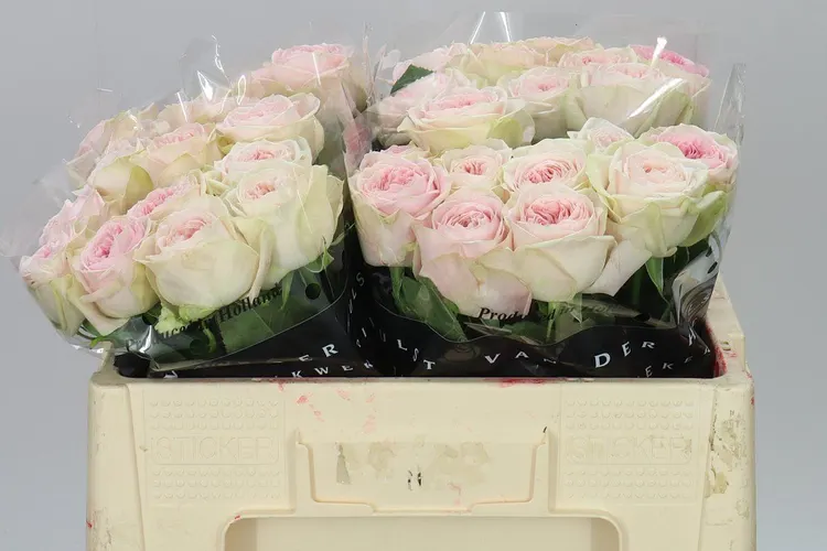 Rosa Gr Bal Summerhouse 40 cm