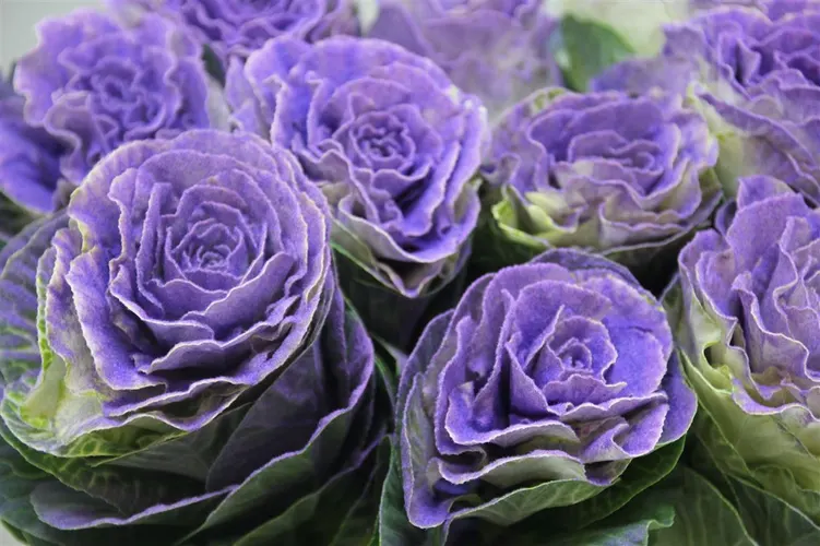 Brassica Powdered Lilac 60 cm