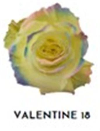 Ruža farbená Valentine 18, Ekvádor 50 cm