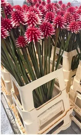 Inrida Flower Winter 70 cm