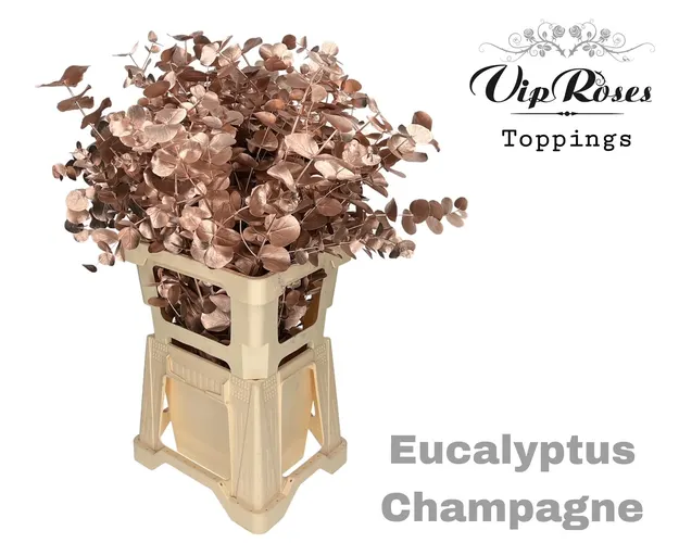 Euca Cinerea Champagne 300gr 65 cm