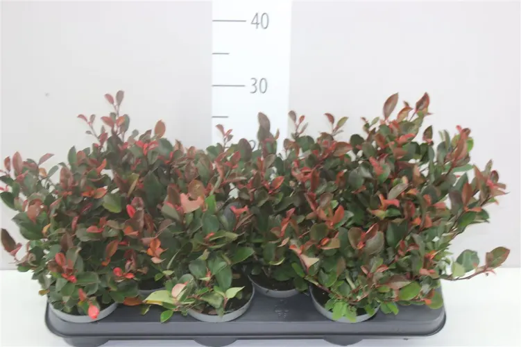Photinia Fraseri 'little Red Robin' črepník 11 cm
