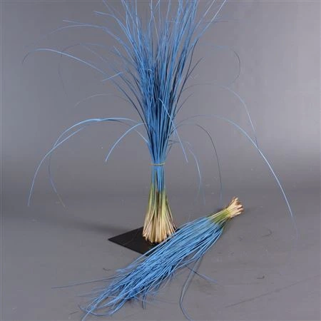 Beregras Blue 60 cm
