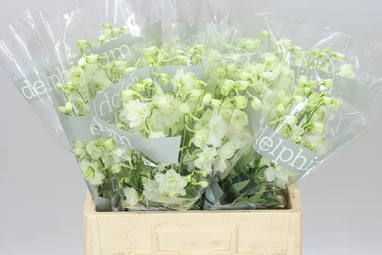 Stračonôžka Elatum Centurion White 60 cm