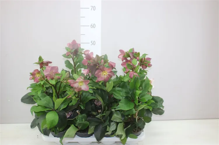 Helleborus Ice N Roses Early Rose črepník 13 cm