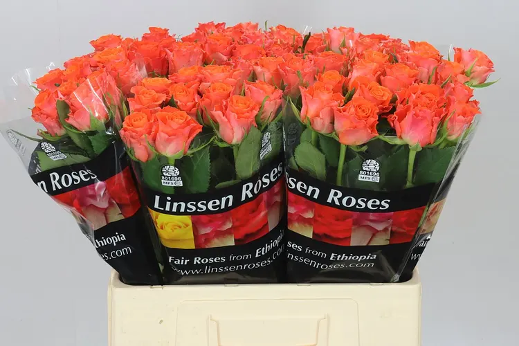 Rosa Gr Orangette 60 cm