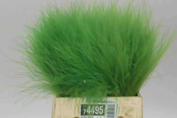 Stypha Green 60 cm