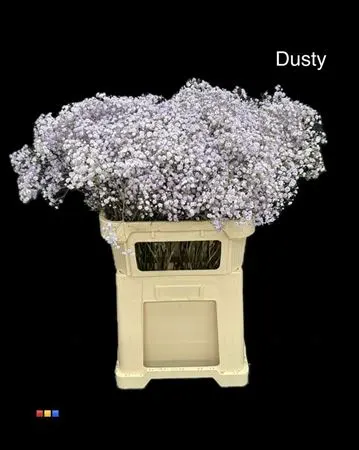 Gyps Xlence Dusty Pastel Milka 80 cm