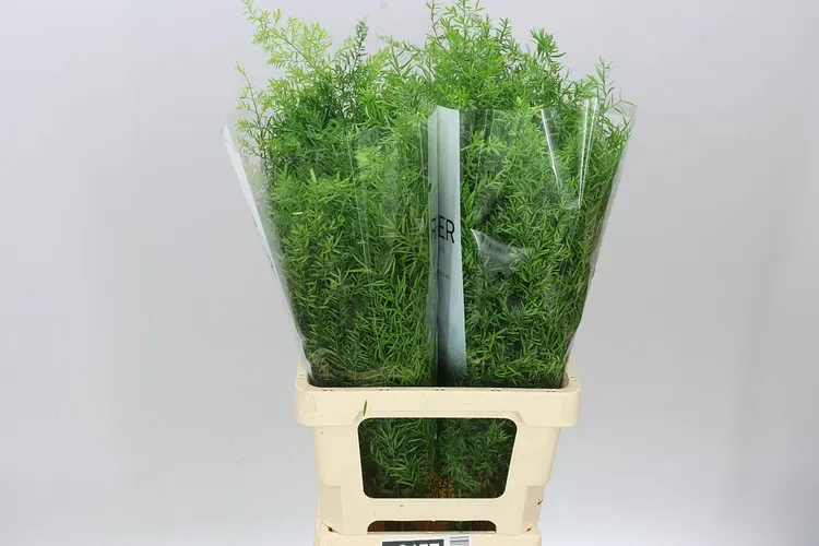 Asparagus Cwebe 60 cm