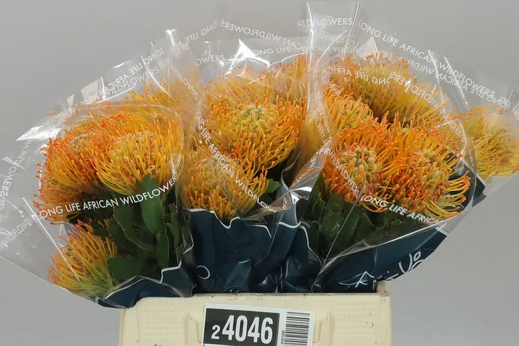 Leucospermum Soleil 40 cm