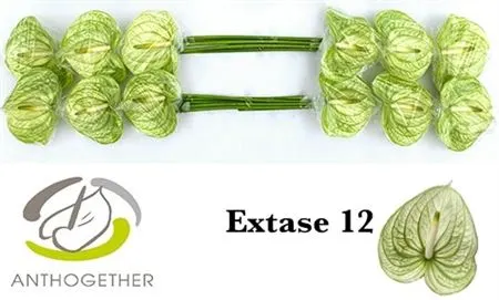 Anth Extase
