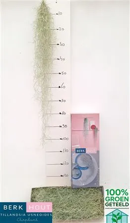 Tillandsia Usneoides 100cm