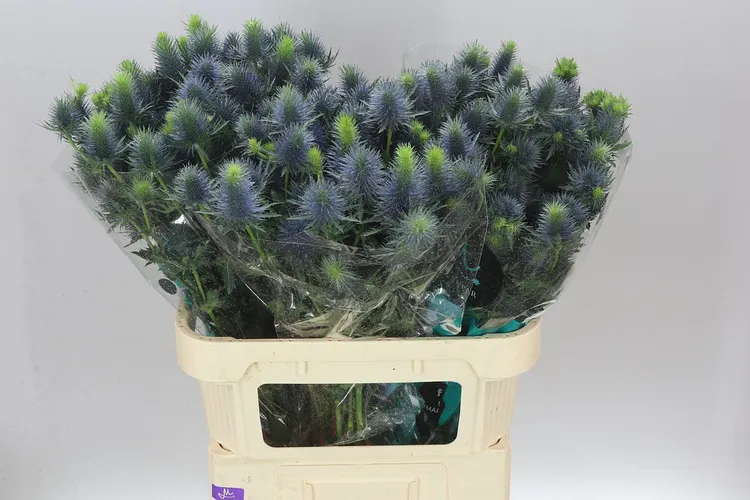 Eryngium Supernova 80 cm
