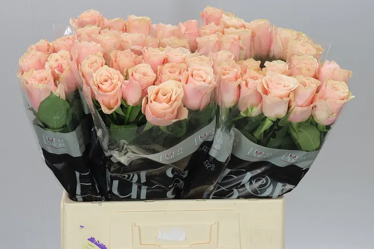 Rosa Gr Lady Lala 60 cm