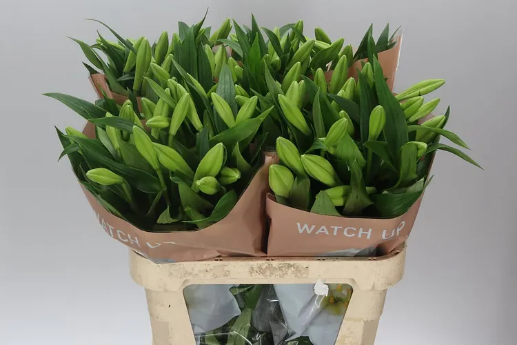 Lil Lf Watch Up 2+ Ex 90 cm